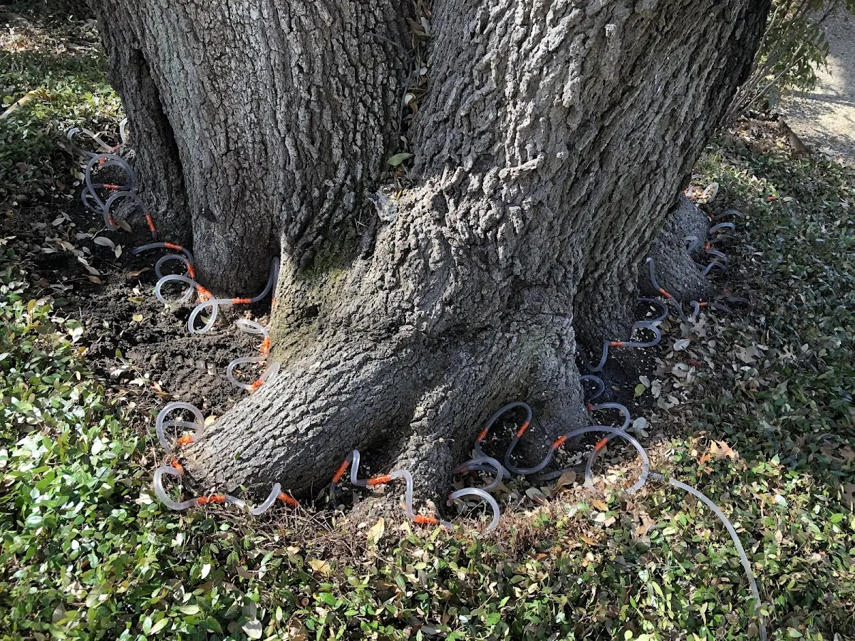 Detailed Shrub and Hedge Trimming job site in Waller