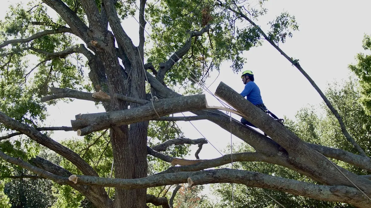 Professional Crown Thinning performed by certified arborists in Waller